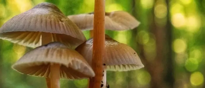 539 Shell N Xplorers CS Web Images Banner Eco Spore